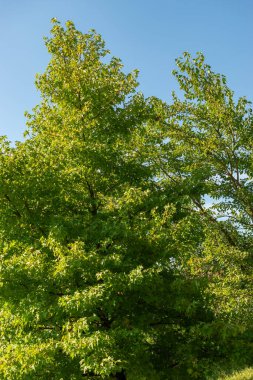 Zürih, İsviçre, 21 Eylül 2024 Liquidambar Orientalis veya botanik bahçesindeki oryantal sakız bitkisi