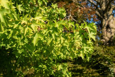 Zürih, İsviçre, 21 Eylül 2024 Liquidambar Orientalis veya botanik bahçesindeki oryantal sakız bitkisi