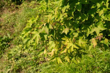 Zürih, İsviçre, 21 Eylül 2024 Liquidambar Orientalis veya botanik bahçesindeki oryantal sakız bitkisi