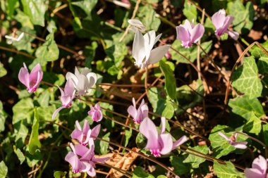 Zürih, İsviçre, 21 Eylül 2024 Cyclamen Hederifolium veya sarmaşık botanik bahçesine bırakılan siklamen bitkisi