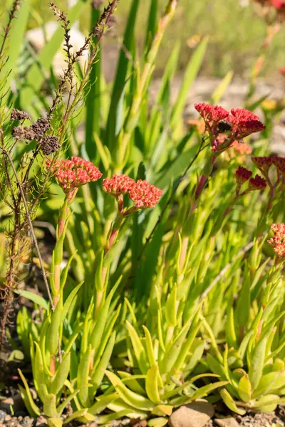 Zürih, İsviçre, 21 Eylül 2024 Crassula Alba bitkisi botanik bahçesinde.