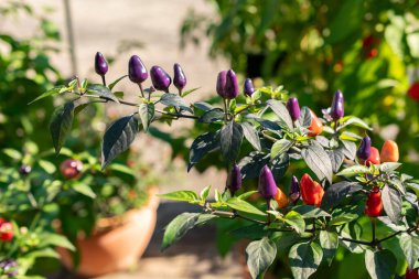 Zürih, İsviçre, 21 Eylül 2024 Capsicum Frutescens Troll Long Phen veya botanik bahçesindeki kırmızı biber fabrikası