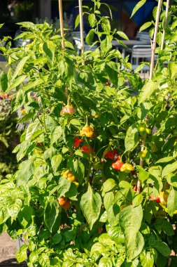 Zürih, İsviçre, 21 Eylül 2024 Capsicum Baccatum veya botanik bahçesindeki kırmızı biber fabrikası