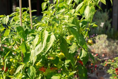 Zürih, İsviçre, 21 Eylül 2024 Capsicum Baccatum veya botanik bahçesindeki kırmızı biber fabrikası