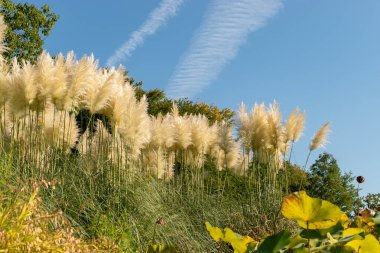 Zürih, İsviçre, 21 Eylül 2024 Cortaderia Selloana veya botanik bahçesindeki pampas otları