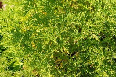 Zürih, İsviçre, 21 Eylül 2024 Pelargonium Radens veya botanik bahçesindeki ahşap yapraklı pelargonyum fabrikası