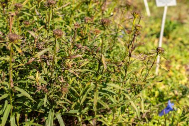 Zürih, İsviçre, 21 Eylül 2024 Inula Salicina veya botanik bahçesindeki İrlanda pire bitkisi