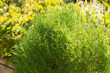 Zürih, İsviçre, 21 Eylül 2024 Santolina Virens veya botanik bahçesindeki yeşil lavanta pamuk fabrikası