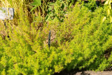 Zürih, İsviçre, 21 Eylül 2024 Tagetes Filifolia veya botanik bahçesindeki lakritz bitkisi