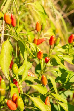 Zürih, İsviçre, 21 Eylül 2024 Capsicum Frutescens Zimbabwe Birds Eye veya botanik bahçesindeki kırmızı biber bitkisi