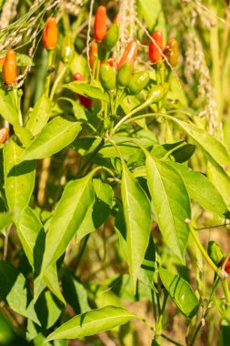 Zürih, İsviçre, 21 Eylül 2024 Capsicum Frutescens Zimbabwe Birds Eye veya botanik bahçesindeki kırmızı biber bitkisi