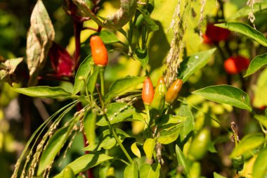 Zürih, İsviçre, 21 Eylül 2024 Capsicum Frutescens Zimbabwe Birds Eye veya botanik bahçesindeki kırmızı biber bitkisi