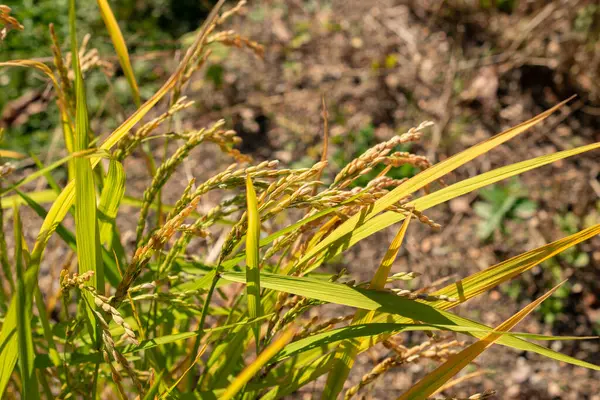 Zürih, İsviçre, 21 Eylül 2024 Oryza Sativa Loto veya Asya botanik bahçesindeki pirinç bitkisi