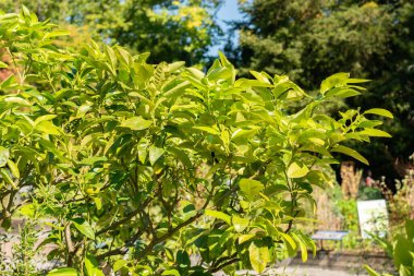 Zürih, İsviçre, 21 Eylül 2024 Citrus Bergamia veya botanik bahçesindeki bergamot portakal bitkisi