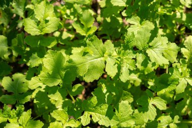 Zürih, İsviçre, 21 Eylül 2024 Sinapis Alba veya botanik bahçesindeki beyaz hardal bitkisi