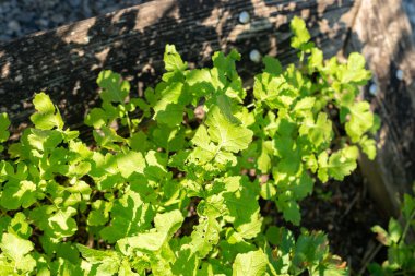 Zürih, İsviçre, 21 Eylül 2024 Sinapis Alba veya botanik bahçesindeki beyaz hardal bitkisi