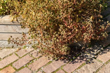 Zürih, İsviçre, 21 Eylül 2024 Oxalis Tuberosa veya botanik bahçesindeki oca bitkisi