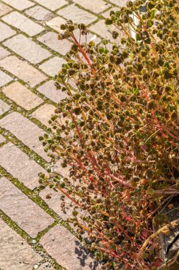 Zürih, İsviçre, 21 Eylül 2024 Oxalis Tuberosa veya botanik bahçesindeki oca bitkisi