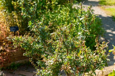 Zürih, İsviçre, 21 Eylül 2024 Argania Spinosa veya botanik bahçesindeki Argan bitkisi