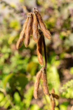 Zurich, Switzerland, September 21, 2024 Glycine Max or soy bean plant at the botanical garden clipart