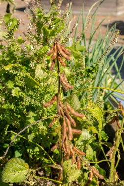 Zurich, Switzerland, September 21, 2024 Glycine Max or soy bean plant at the botanical garden clipart