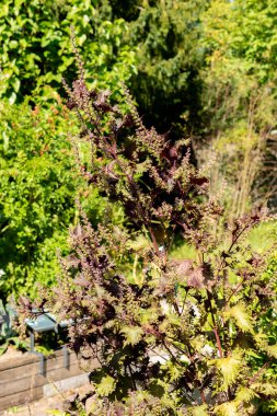 Zürih, İsviçre, 21 Eylül 2024 Perilla Frutescens var Crispa tesisi botanik bahçesinde