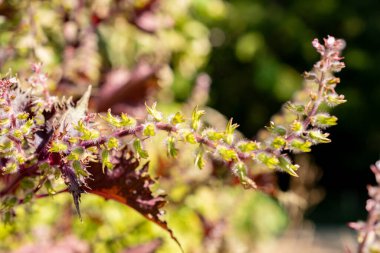 Zurich, Switzerland, September 21, 2024 Perilla Frutescens var Crispa plant at the botanical garden clipart