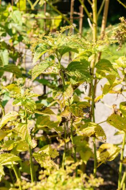 Zürih, İsviçre, 21 Eylül 2024 Urtica Dioica veya botanik bahçesindeki ısırgan otları