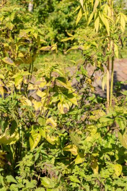 Zürih, İsviçre, 21 Eylül 2024 Urtica Dioica veya botanik bahçesindeki ısırgan otları