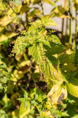 Zürih, İsviçre, 21 Eylül 2024 Urtica Dioica veya botanik bahçesindeki ısırgan otları