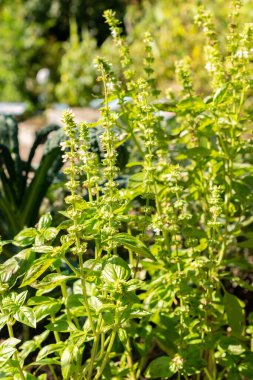 Zürih, İsviçre, 21 Eylül 2024 Genovese ya da botanik bahçesindeki fesleğen bitkisi