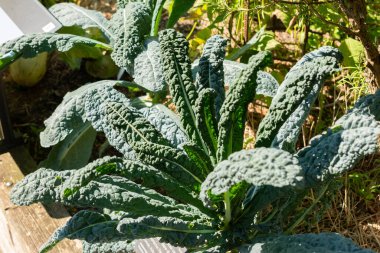 Zürih, İsviçre, 21 Eylül 2024 Brassica Oleracea var palmifolia Nero di Toscana veya botanik bahçesindeki lahana bitkisi