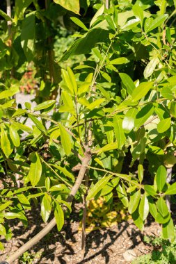 Zürih, İsviçre, 21 Eylül 2024 botanik bahçesindeki Ilex Paraguariensis fabrikası