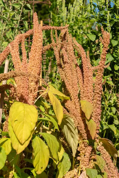 Zürih, İsviçre, 21 Eylül 2024 Amaranthus Cruentus veya botanik bahçesindeki kan bitkisi