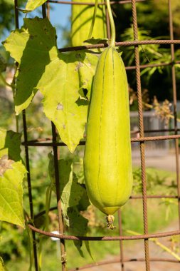 Zürih, İsviçre, 21 Eylül 2024 Luffa Aegyptica veya botanik bahçesindeki sünger kabağı bitkisi