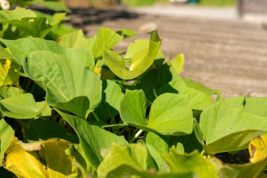 Zurich, Switzerland, September 21, 2024 Ipomoea Batatas Satomusume or sweet potatoe plant at the botanical garden clipart