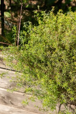 Zürih, İsviçre, 21 Eylül 2024 Galium Verum veya botanik bahçesindeki sarı karyola bitkisi