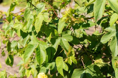Zürih, İsviçre, 21 Eylül 2024 Gossypium Barbadense veya botanik bahçesindeki pamuk fabrikası