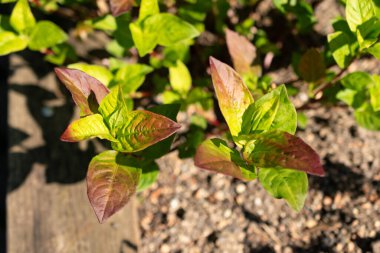 Zürih, İsviçre, 21 Eylül 2024 Persicaria Tinctoria veya botanik bahçesindeki Çin çivit bitkisi