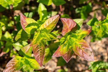 Zürih, İsviçre, 21 Eylül 2024 Persicaria Tinctoria veya botanik bahçesindeki Çin çivit bitkisi