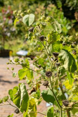 Zürih, İsviçre, 21 Eylül 2024 Abutilon Theophrasti veya botanik bahçesindeki kadife yaprak bitkisi
