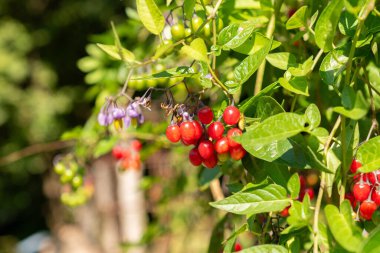 Zürih, İsviçre, 21 Eylül 2024 Solanum Dulcamara veya botanik bahçesindeki acı-tatlı bitki
