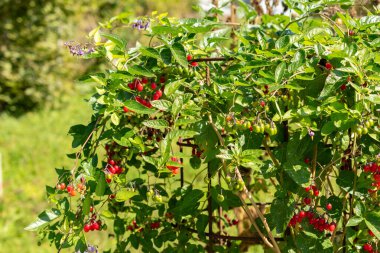 Zürih, İsviçre, 21 Eylül 2024 Solanum Dulcamara veya botanik bahçesindeki acı-tatlı bitki
