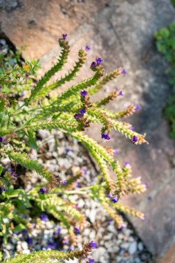 Zürih, İsviçre, 21 Eylül 2024 Anchusa Officinalis veya botanik bahçesindeki yaygın böcek ilacı fabrikası