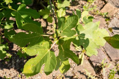 Zürih, İsviçre, 21 Eylül 2024 Ficus Carica veya botanik bahçesindeki incir bitkisi