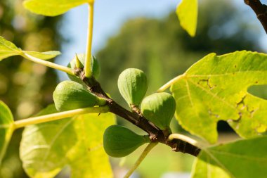 Zürih, İsviçre, 21 Eylül 2024 Ficus Carica veya botanik bahçesindeki incir bitkisi
