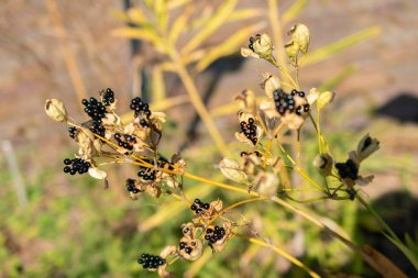 Zürih, İsviçre, 21 Eylül 2024 Iris Domestica veya botanik bahçesindeki böğürtlen zambağı bitkisi