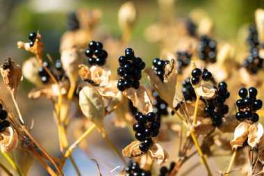 Zurich, Switzerland, September 21, 2024 Iris Domestica or blackberry lily plant at the botanical garden clipart