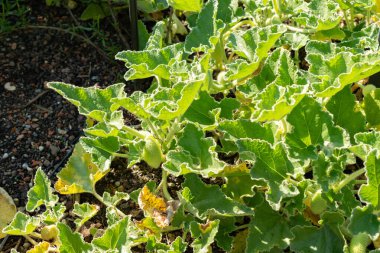 Zurich, Switzerland, September 21, 2024 Ecballium Elaterium or squirting cucumber plant at the botanical garden clipart