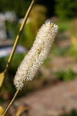 Zurich, Switzerland, September 21, 2024 Actaea Racemosa or black cohosh plant at the botanical garden clipart